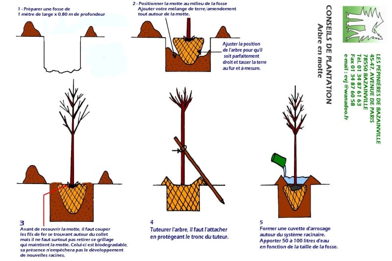 Plantation d'arbres en motte ou en conteneur