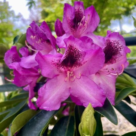 Rhododendron ‘Durantik’