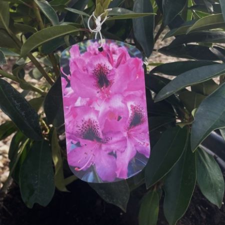 Rhododendron ‘Durantik’