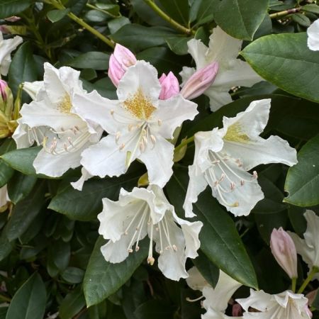 Rhododendron ‘Cunningham’s white’