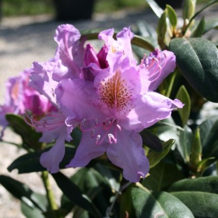 Rhododendron catawbiense ‘Boursault’
