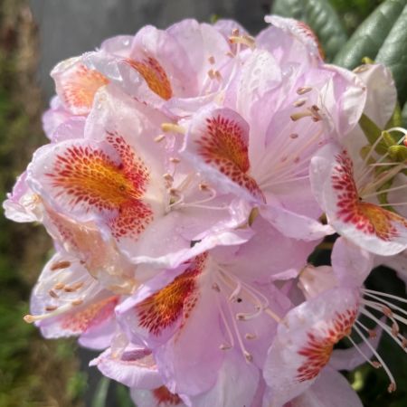 Rhododendron ‘Albert Schweitzer’