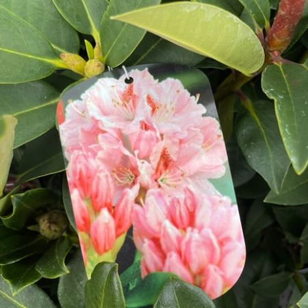 Rhododendron ‘Albert Schweitzer’