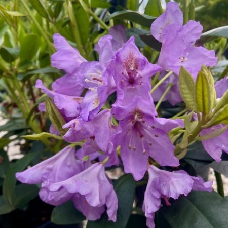 Rhododendron ‘Flore Pleno’