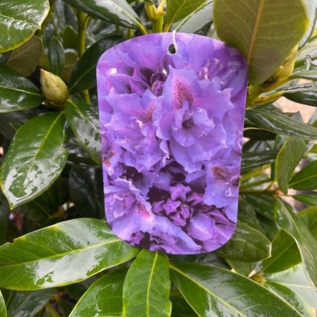 Rhododendron ‘Flore Pleno’