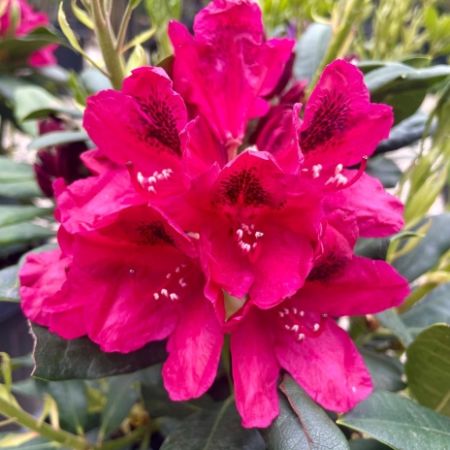 Rhododendron ‘Lord Roberts’