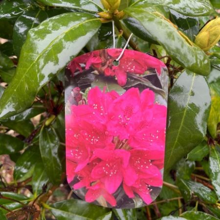 Rhododendron ‘Nova Zembla’