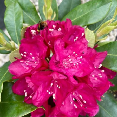 Rhododendron ‘Nova Zembla’