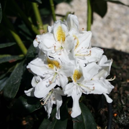 Rhododendron ‘Mme Masson’