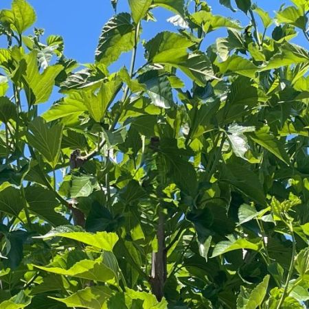 Morus alba 'Fruitless'