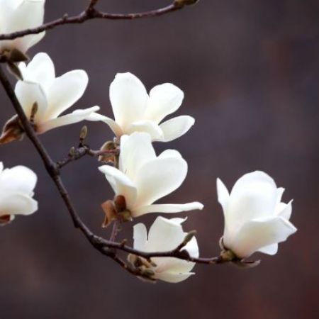 Magnolia Kobus