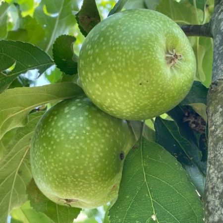 Pommier 'Granny Smith'
