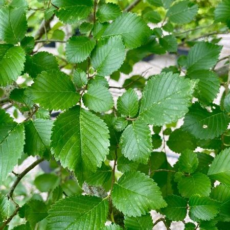 Ulmus campestris