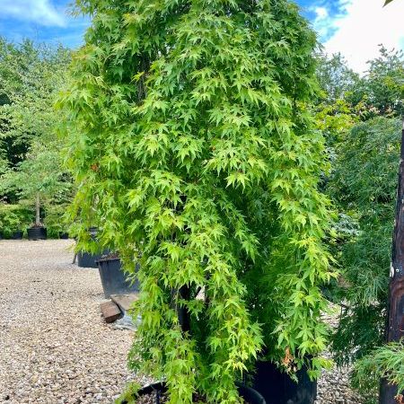 Acer palmatum 'Ryusen'