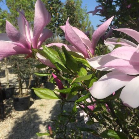 Magnolia 'Susan'