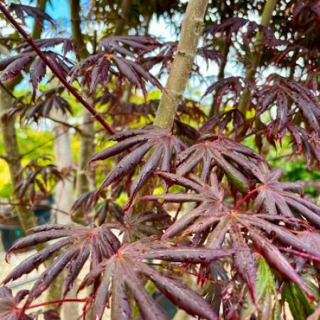 Acer palmatum 'Trompenburg'
