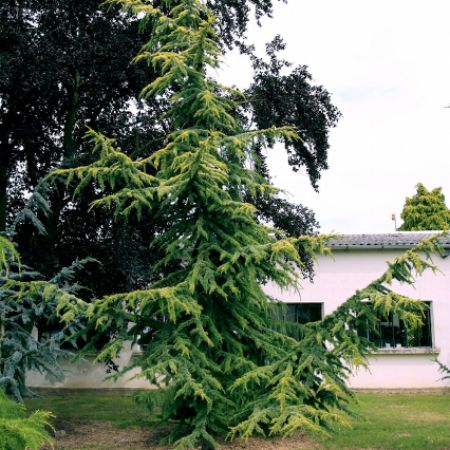 Cedrus atlantica 'Aurea'