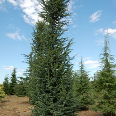 Cedrus atlantica 'Fastigiata'