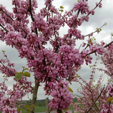 cercis siliquastrum