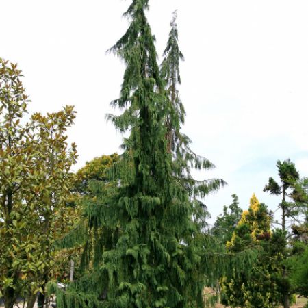 Chamaecyparis nootkatensis 'Pendula'