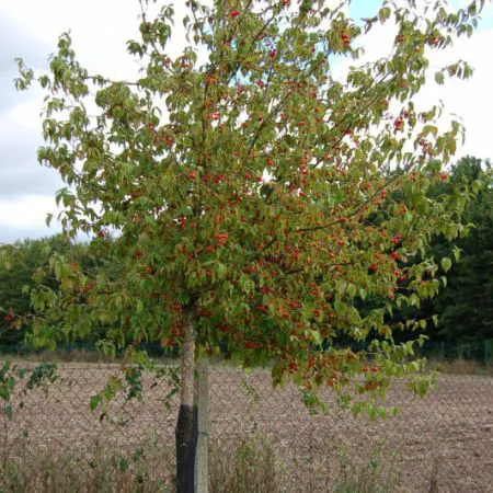 Cornus mas