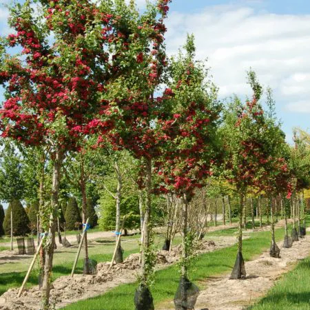 Crataegus oxyacantha 'Paul Scarlet'