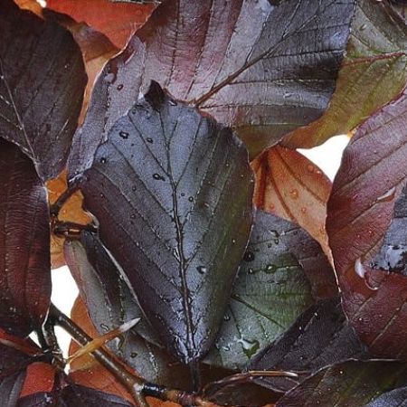 Fagus sylvatica 'Purpurea'