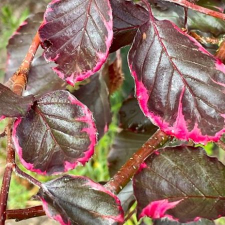 Fagus sylvatica 'Tricolor'