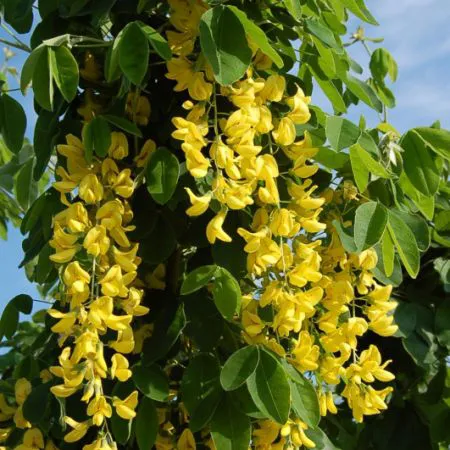 Laburnum anagyroides