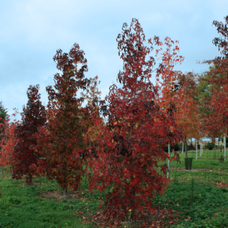 Liquidambar styraciflua