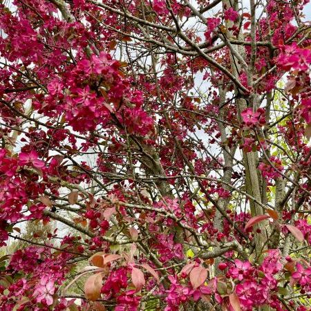 Malus Coccinella 'Courtarou'