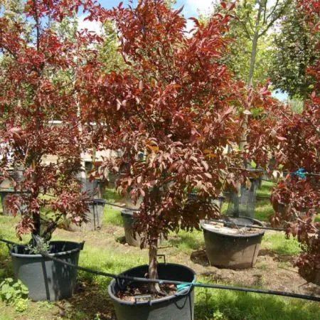 Malus coccinella 'Courtarou'