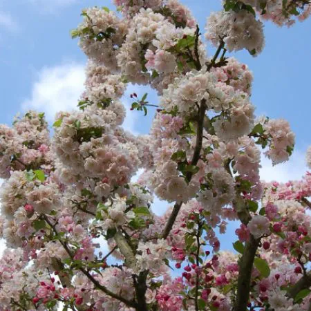 Malus floribunda