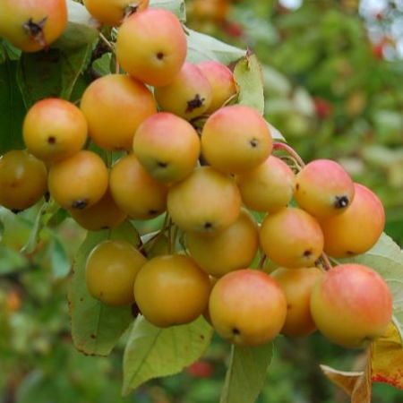 Malus 'Golden Hornet'