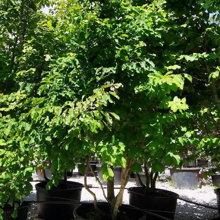 Parrotia persica