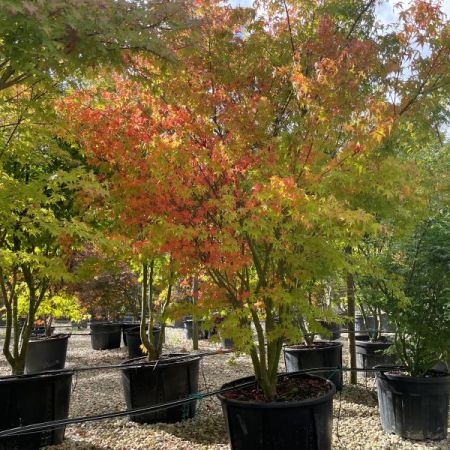 Acer palmatum