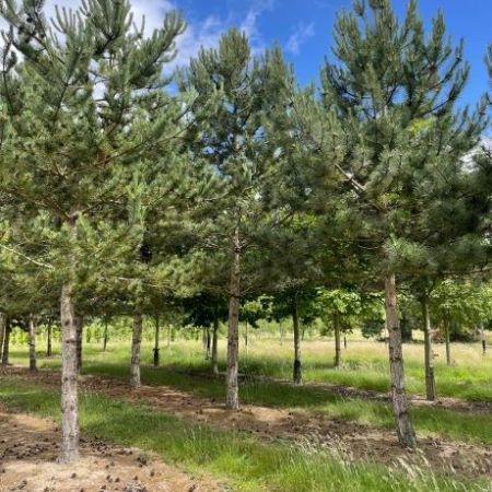 Pinus nigra austriaca
