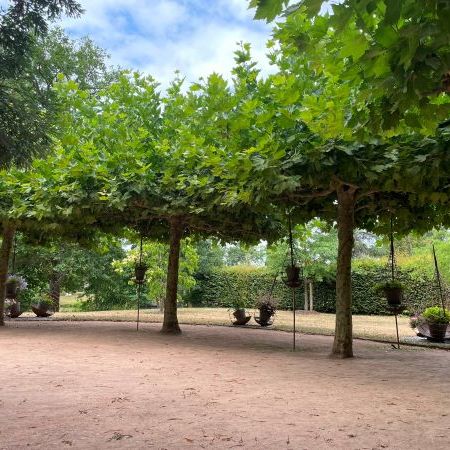 Platanus x acerifolia