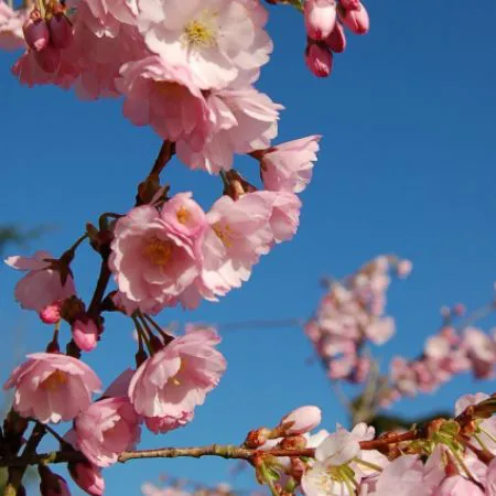 Prunus x accolade