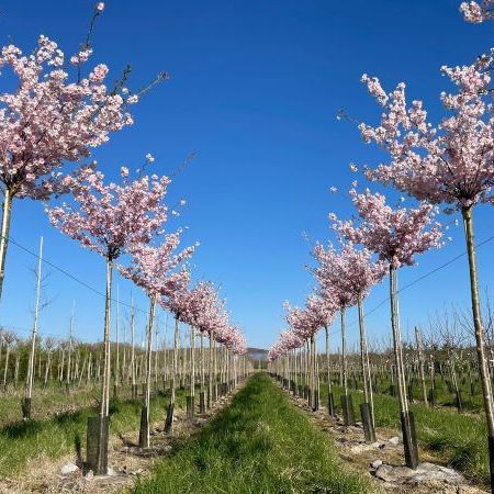 PRUNUS 'Accolade'