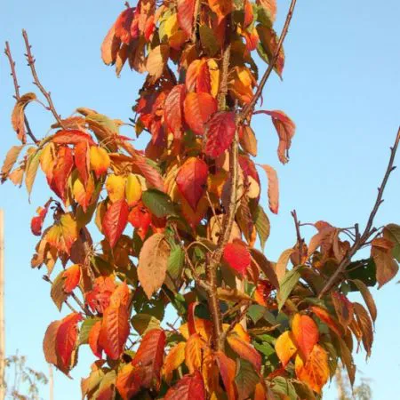 Prunus sargentii 'Rancho'