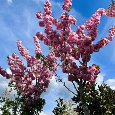 Prunus serrulata 'Kanzan'