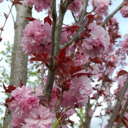 Prunus serrulata 'Royal Burgundy'