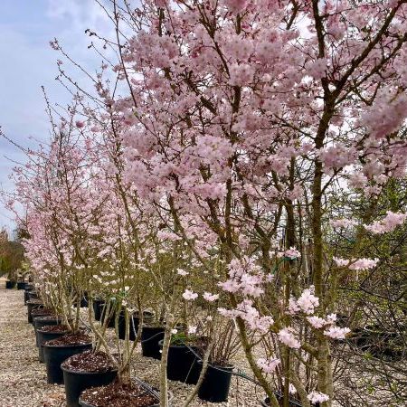 Prunus subhirtella 'Autumnalis'
