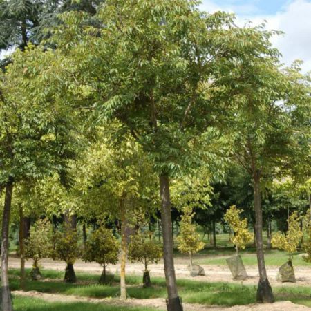 Prunus subhirtella 'Autumnalis'