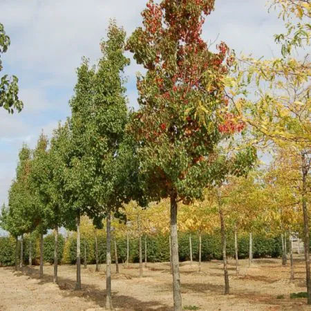 Pyrus calleryana 'Chanticleer'