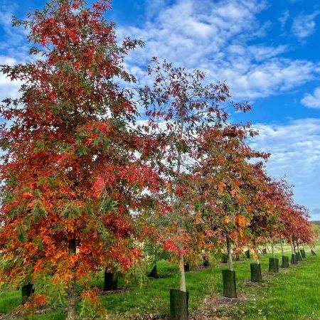 Quercus palustris