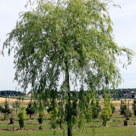 SALIX babylonica 'Aurea' 
