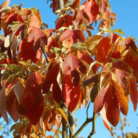 Sassafras albidum
