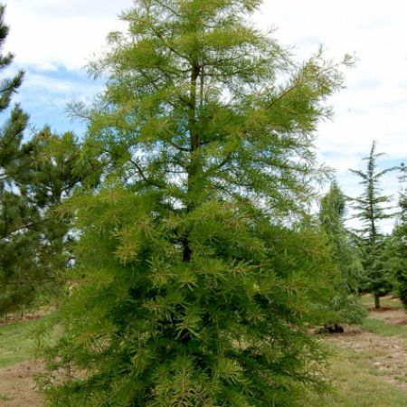 Taxodium distichum